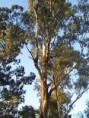 /album/imagens15/a220px-eucalyptus-tree-jpg/